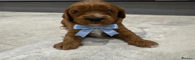 Cavapoo 3