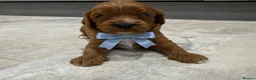 Cavapoo dogs for sale: Beautiful F1 Cavapoo's 🧬 Health Tested Parents - Advert 8