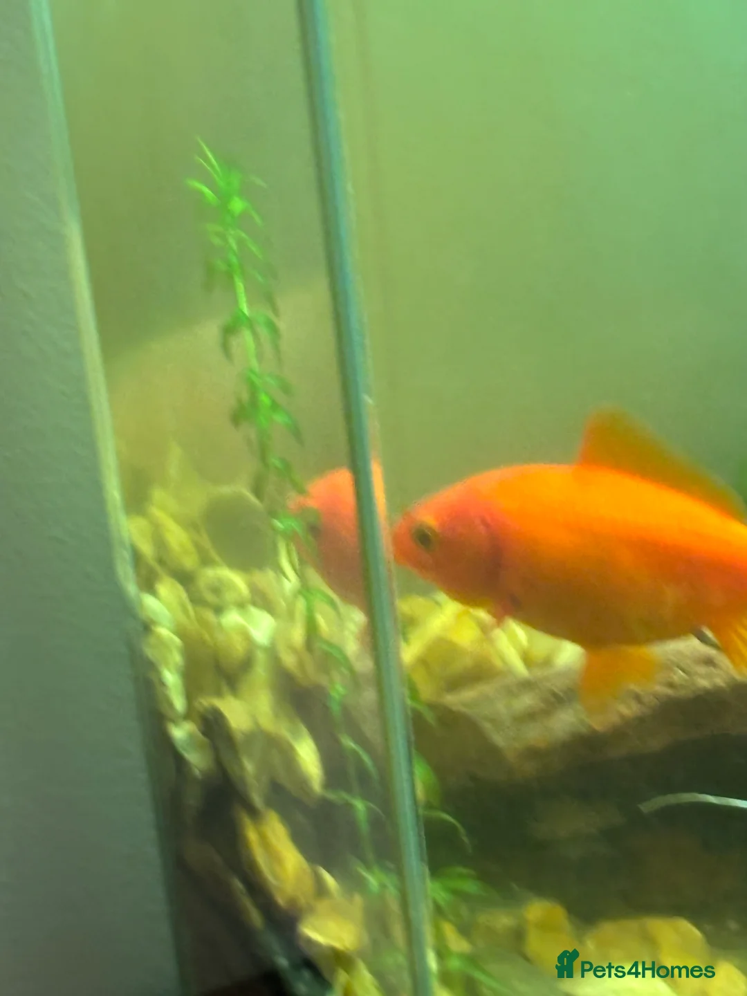 Goldfish fish for sale: Goldfish Free to good home  - Advert 2