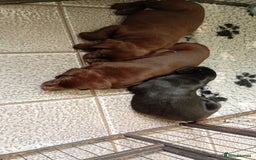 Labrador Retriever dogs for sale: Labrador puppies looking for their forever home. - Image 3