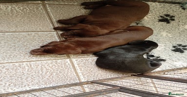 Labrador Retriever dogs - Advert 9