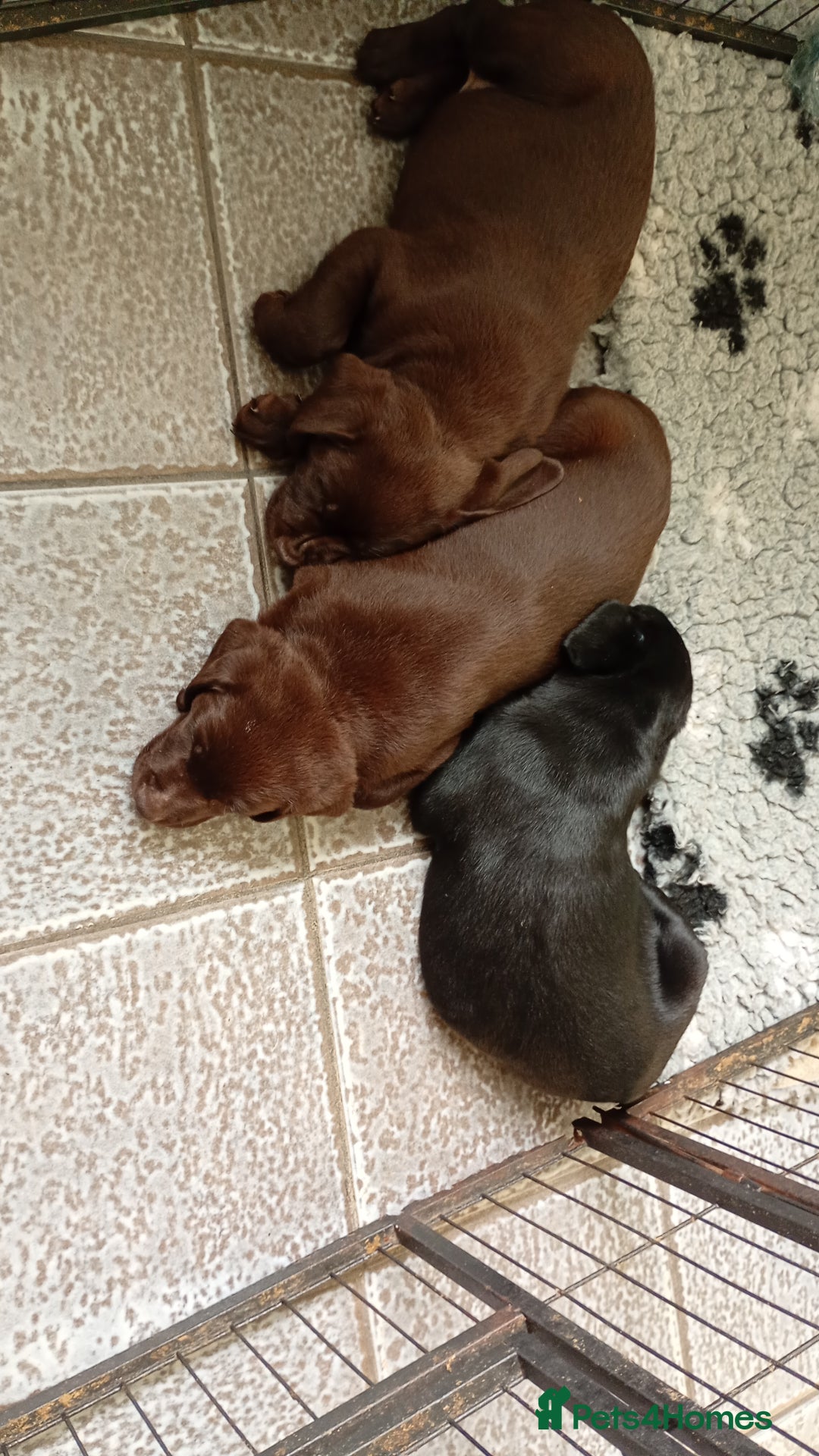 Labrador Retriever dogs for sale: Labrador puppies looking for their forever home. - Image 3