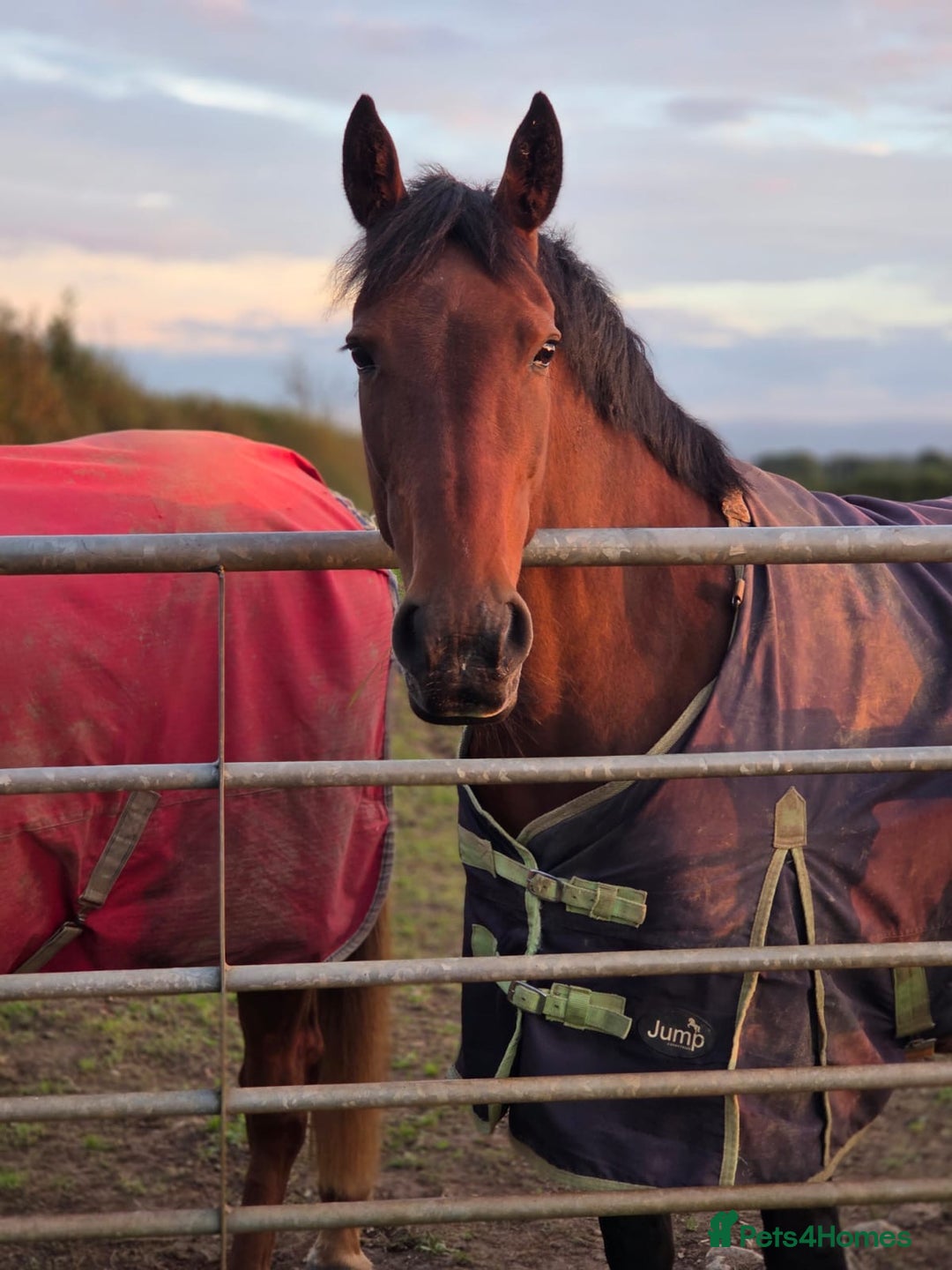 Other Breed horses for sale: Looking for companion home/broodmare - Advert 2