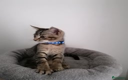 Scottish Fold cats for sale: Scottish Cross - Image 5
