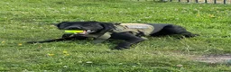Labrador Retriever dogs for sale: Rehome  - Advert 1