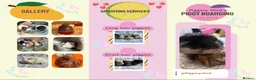 Guinea Pig rodents for sale: Guinea pig boarding services  - Advert 3
