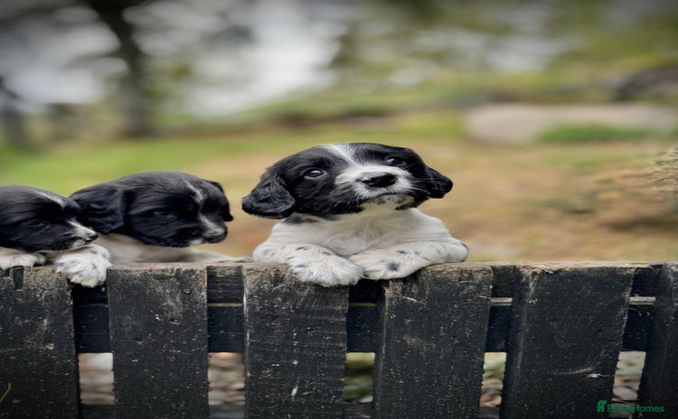 English Springer Spaniel dogs - Advert 1