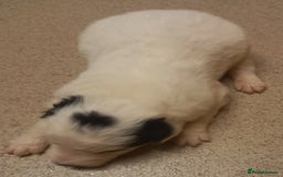 Border Collie dogs for sale: Border Collies for sale - Image 15