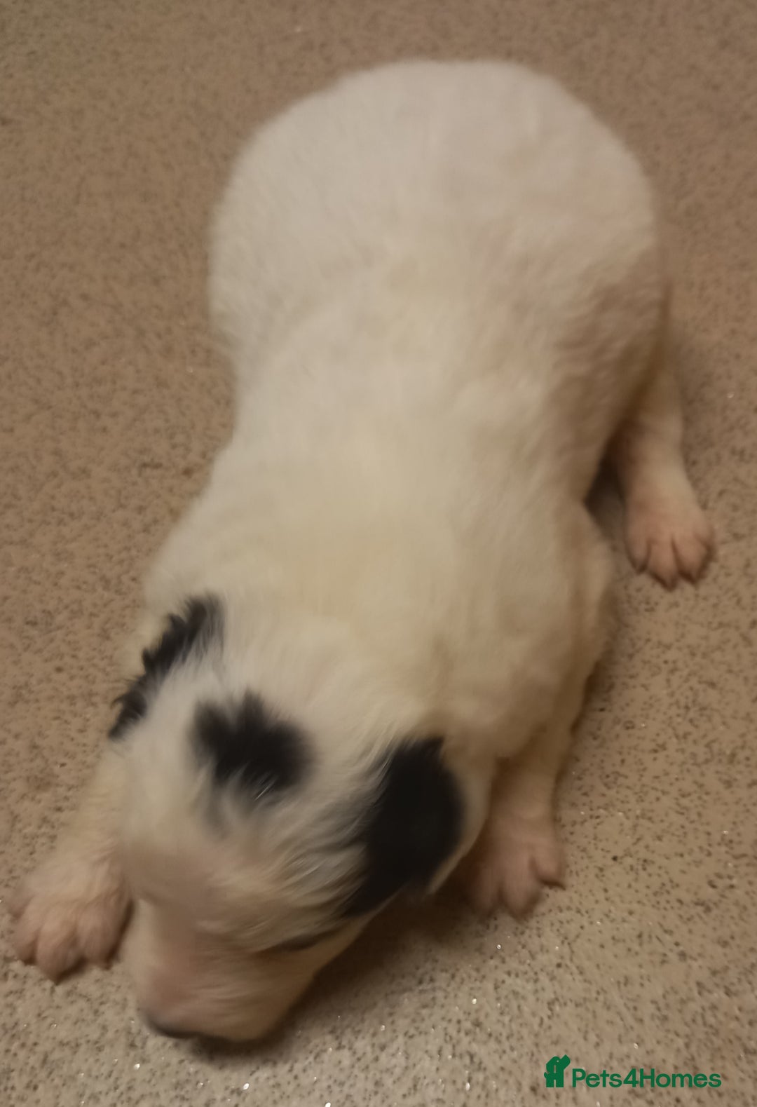 Border Collie dogs for sale: Border Collies for sale - Image 15