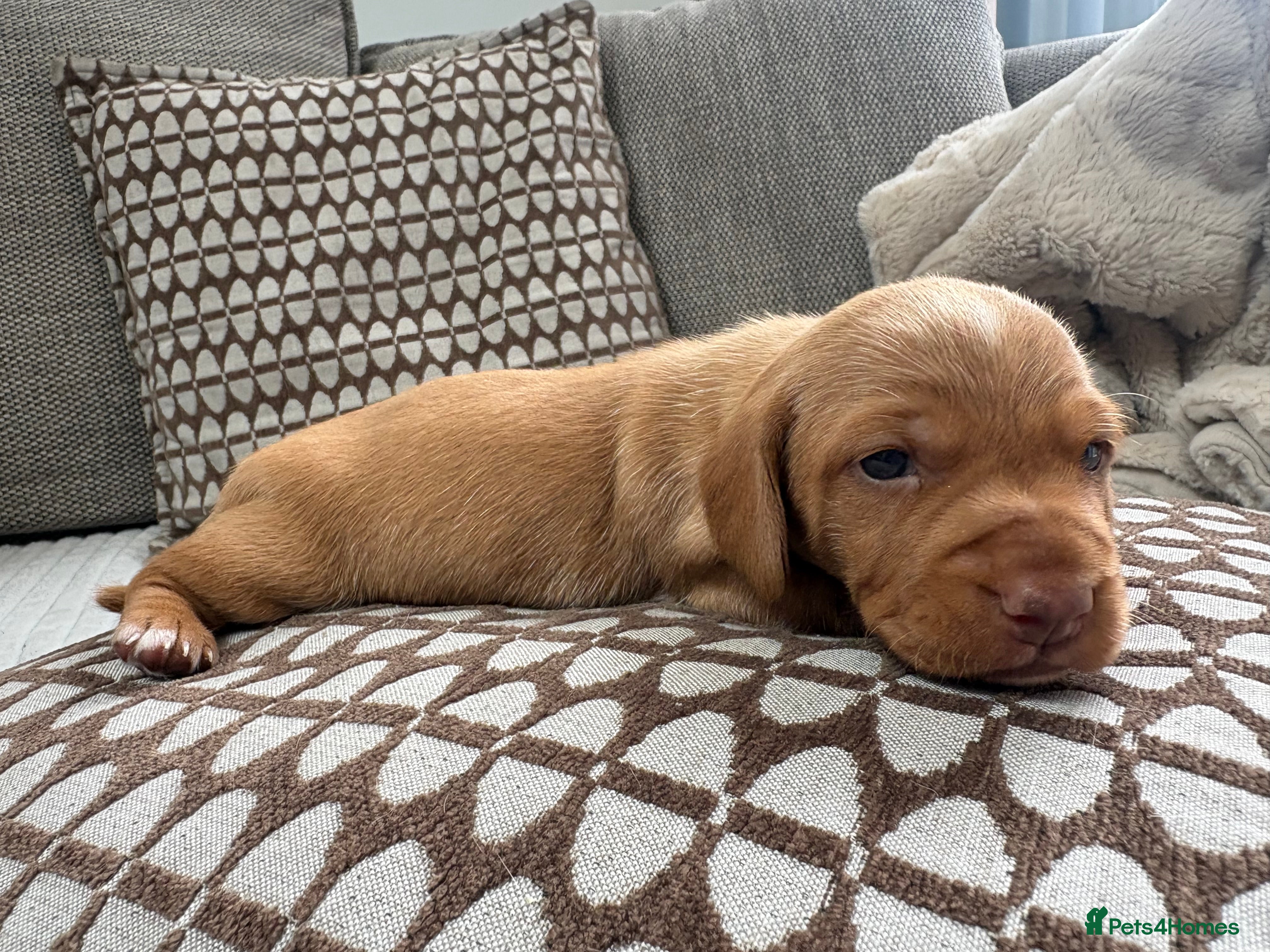 Miniature Dachshund dogs Stunning cream mini dachshunds  - Advert 2