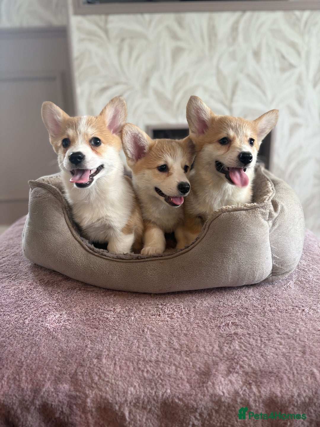 Welsh Corgi Pembroke dogs for sale: Outstanding Pembrokeshire Corgi Puppies  - Advert 14