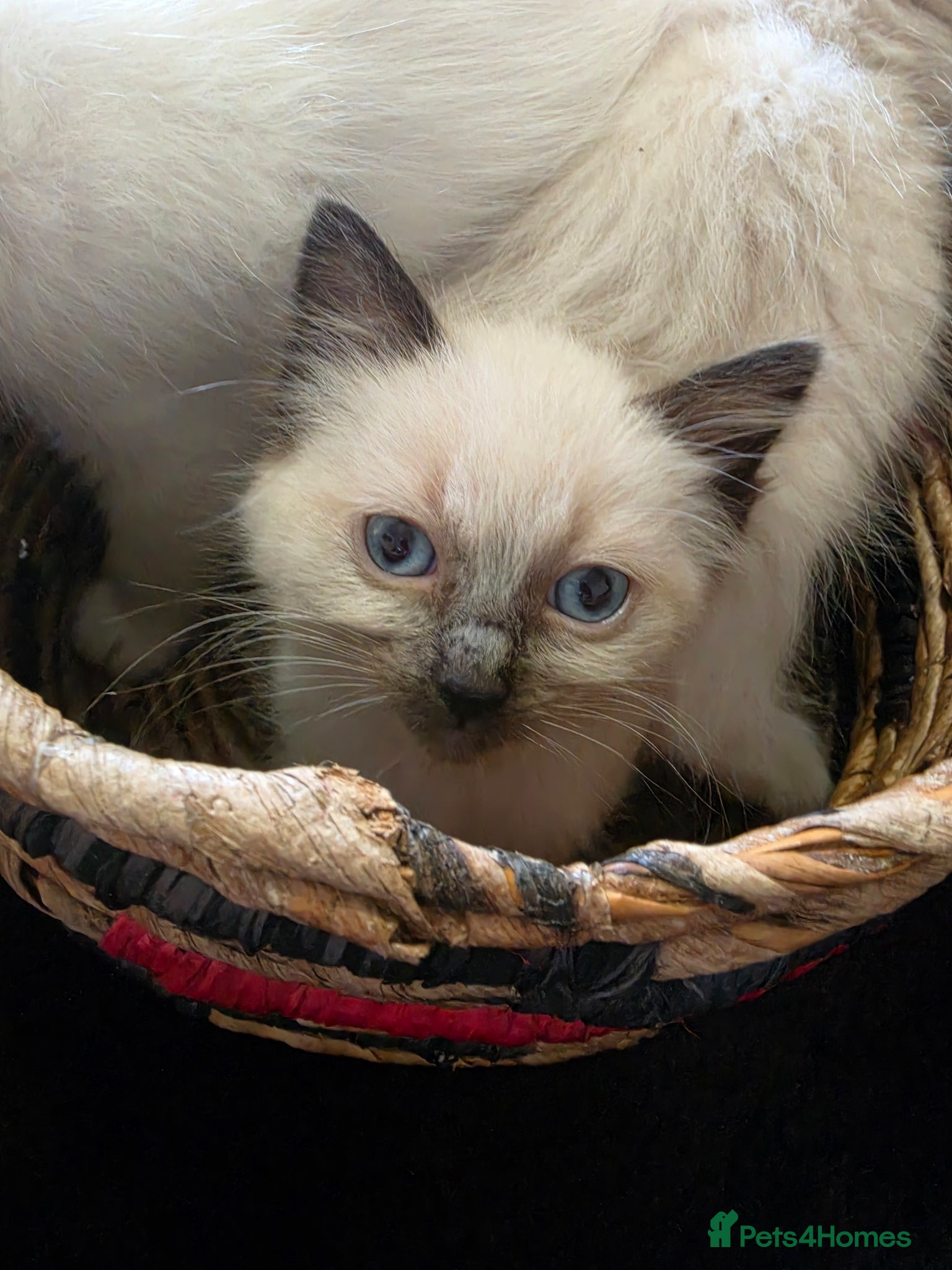 Ragdoll cats stunning  little  ragdoll  kittens  - Advert 8