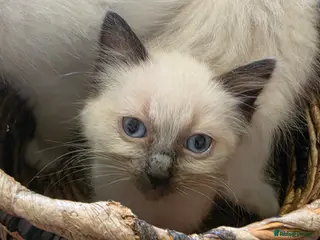 Ragdoll cats stunning little ragdoll kittens - Advert 8