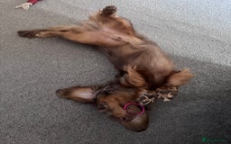 Dachshund dogs for stud: Chocolate Dapple Long-Haired Dachshund stud - Image 7