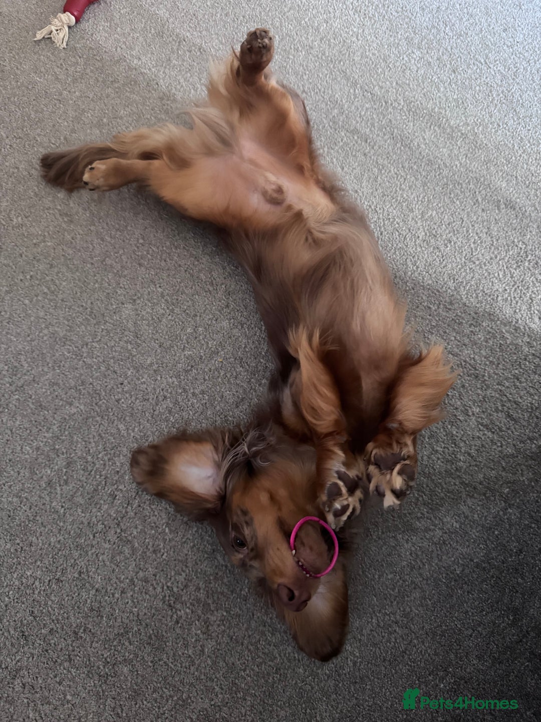Dachshund dogs for stud: Chocolate Dapple Long-Haired Dachshund stud - Image 7