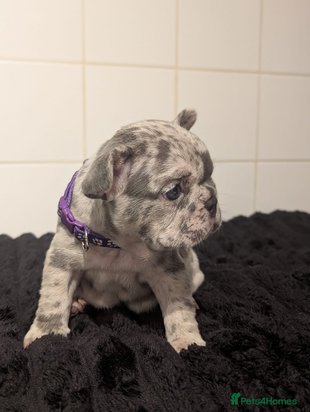 French Bulldog dogs for sale: 6 lovely French bulldog puppies  - Advert 7
