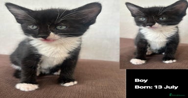 Domestic Shorthair cats - Advert 13