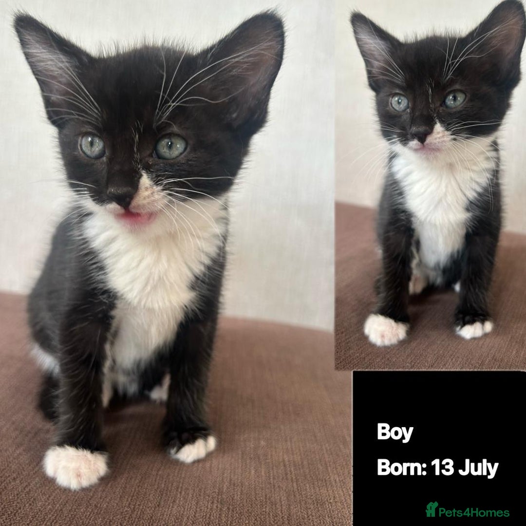 Domestic Shorthair cats for sale: Kittens - Image 2