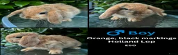 Mini Lop rabbits for sale: Mini lop, holland lop, netherland dwarf - Advert 35