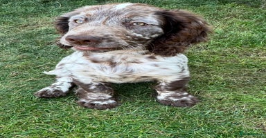 Cocker Spaniel dogs - Advert 16