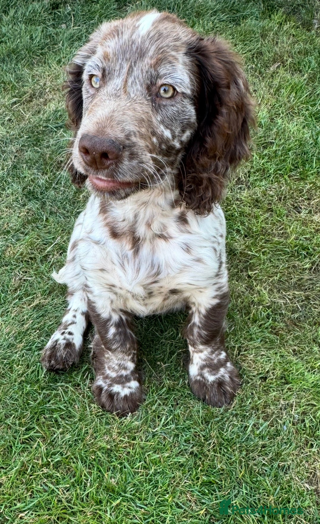 Cocker Spaniel dogs for sale: Cocker spaniel boy - Image 2