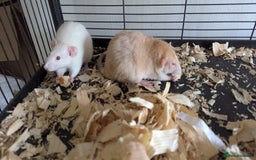 Rat rodents for sale: 5 female rats - Image 2