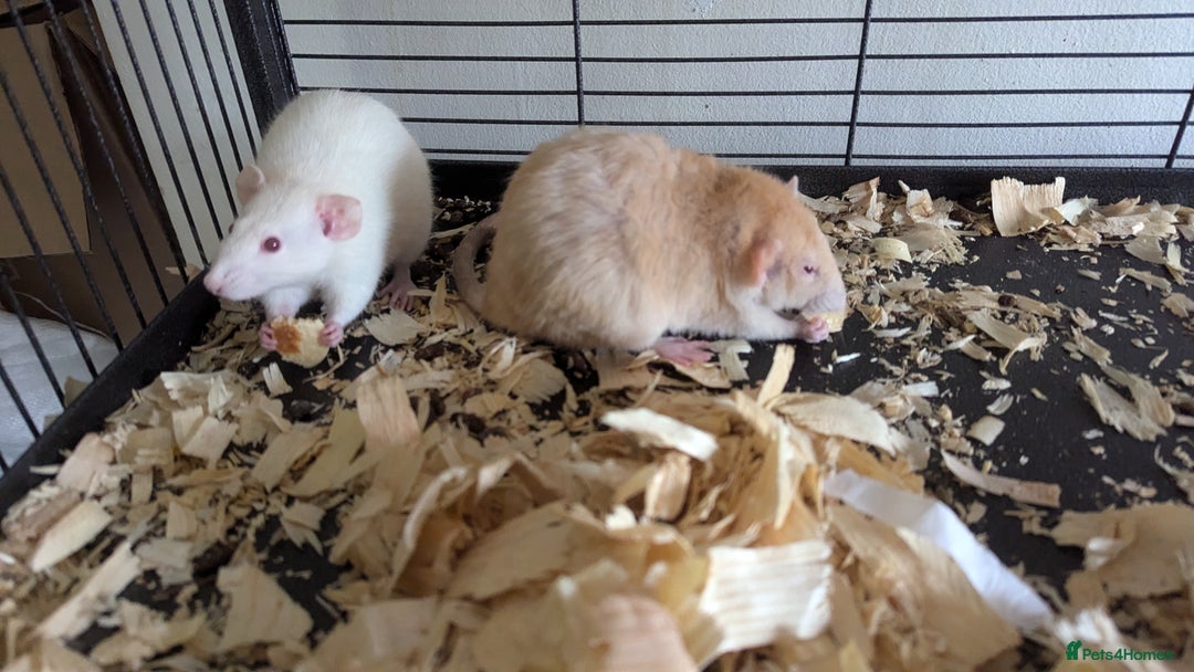 Rat rodents for sale: 5 female rats - Image 2