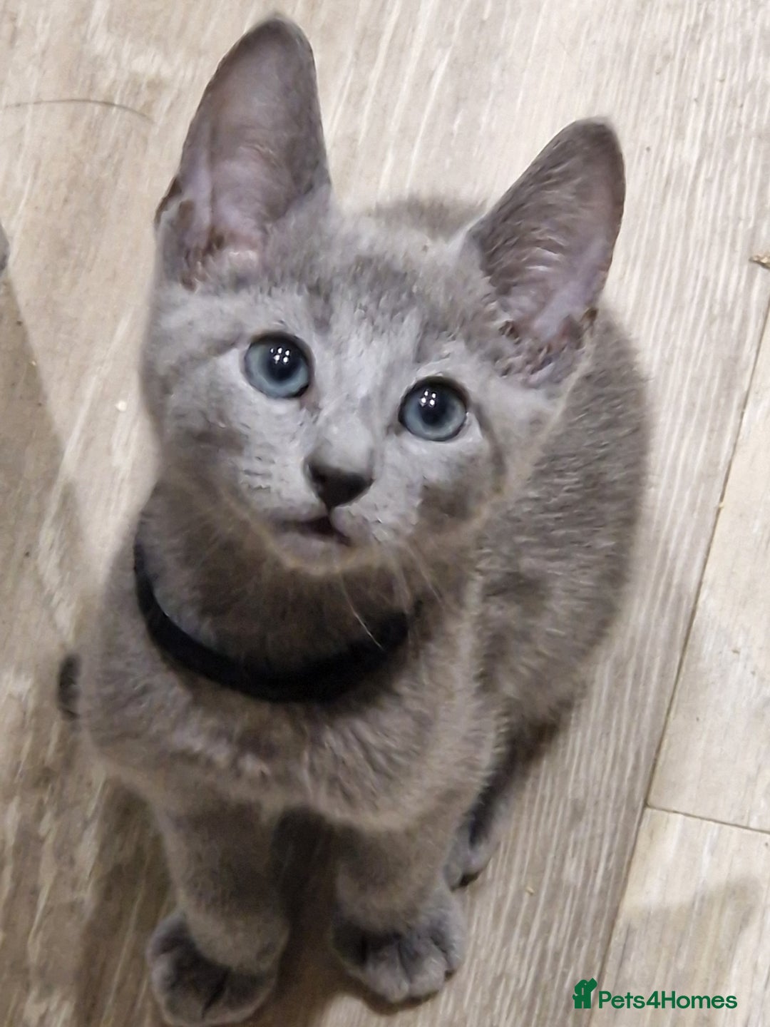 Russian Blue cats for sale: Pedigree Russian blue kittens  - Image 5