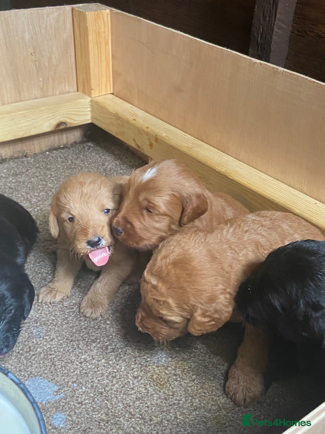Aussiedoodle dogs for sale: Gorgeous Aussie Doodle Pups - Image 29