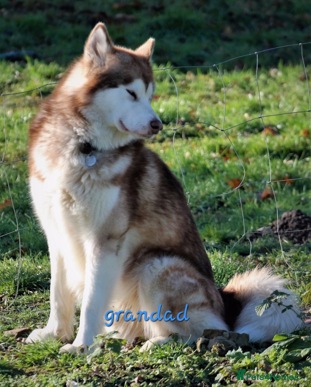 Alaskan Malamute dogs for sale: Alaskan Malamute puppies  - Image 12