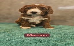 Irish Doodle dogs for sale: Irish red and white doodle puppies  - Image 2