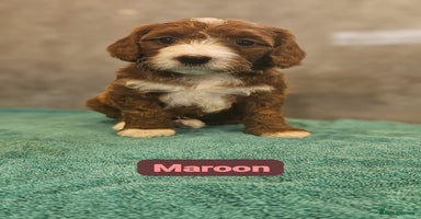 Irish Doodle dogs - Advert 13