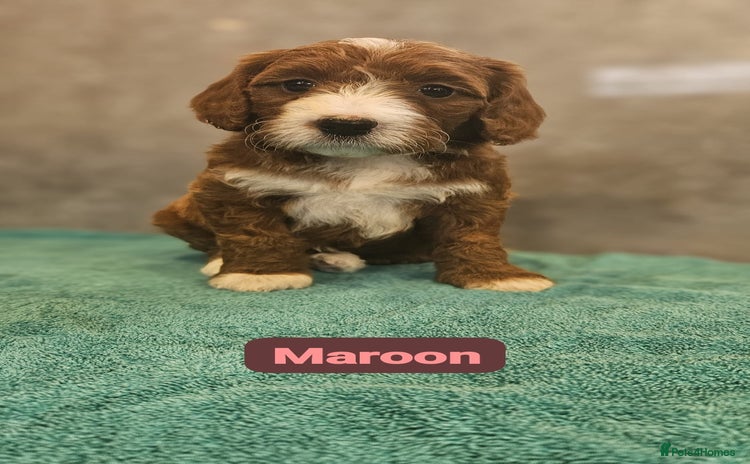 Irish Doodle dogs Irish red and white doodle puppies  - Advert 2