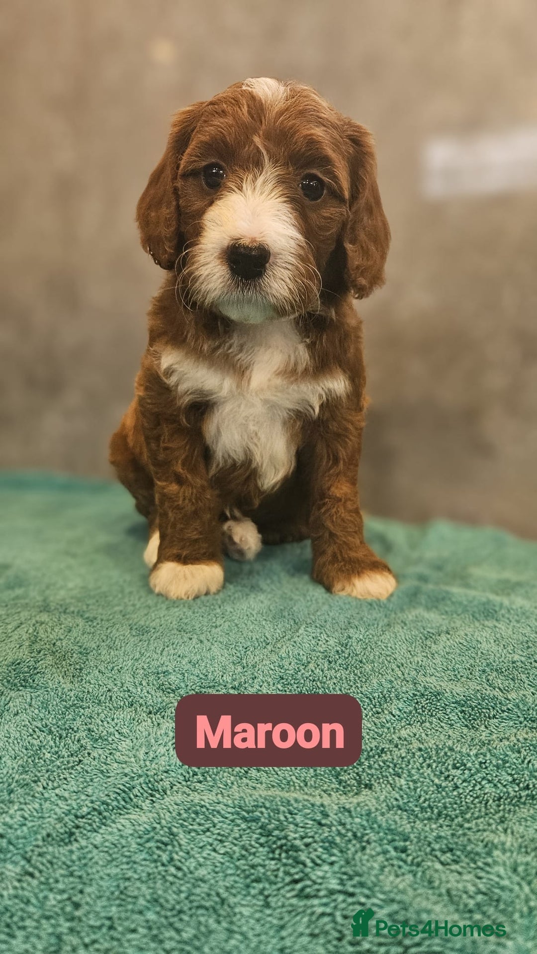 Irish Doodle dogs for sale: Irish red and white doodle puppies  - Image 2