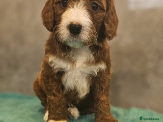 Irish Doodle dogs Irish red and white doodle puppies - Advert 4