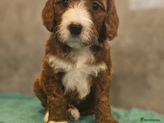 Irish Doodle dogs Irish red and white doodle puppies REDUCED - Advert 1