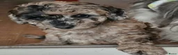 Toy Poodle dogs for sale: Amazing Silver Merle Toy Poodle Girl  - Advert 6