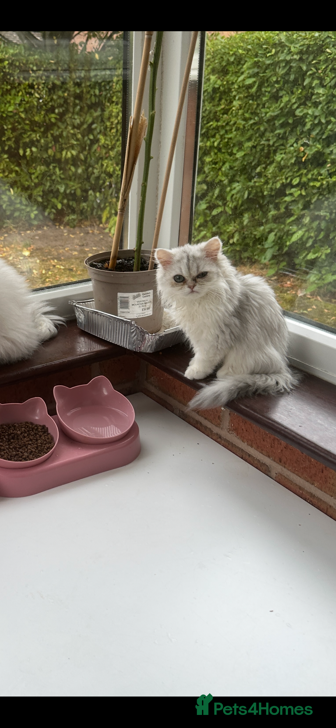 Persian cats for sale: Pure Persian Chinchilla kittens - Image 17