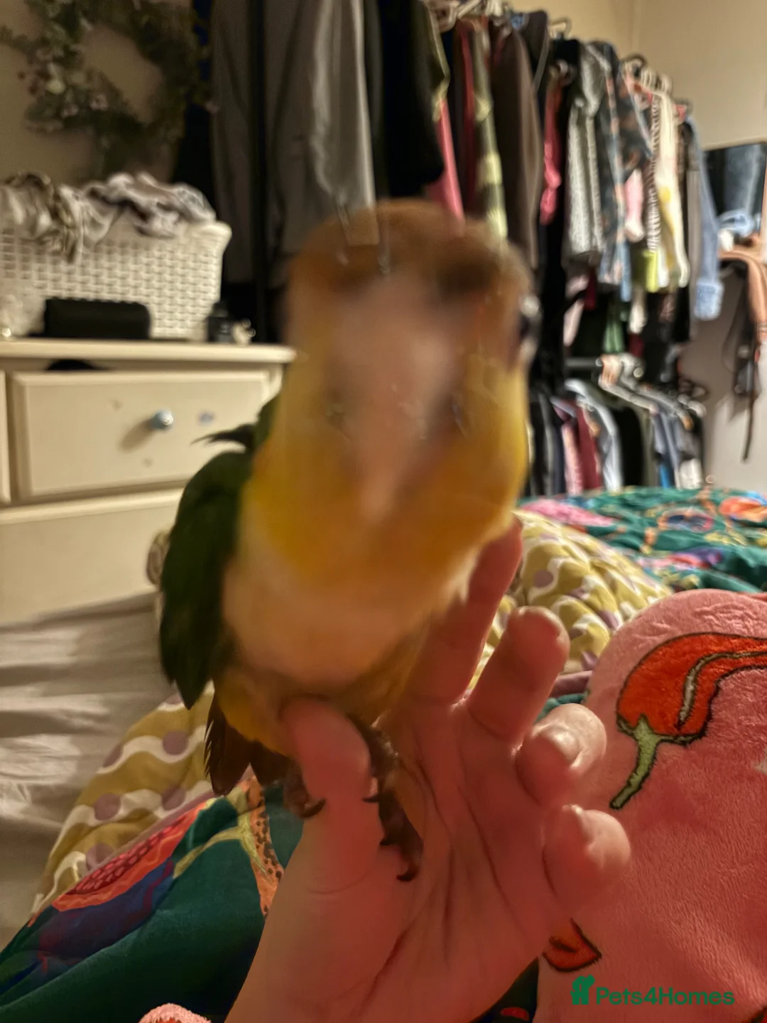 Parrots birds for sale: Hand tame caique - Advert 4