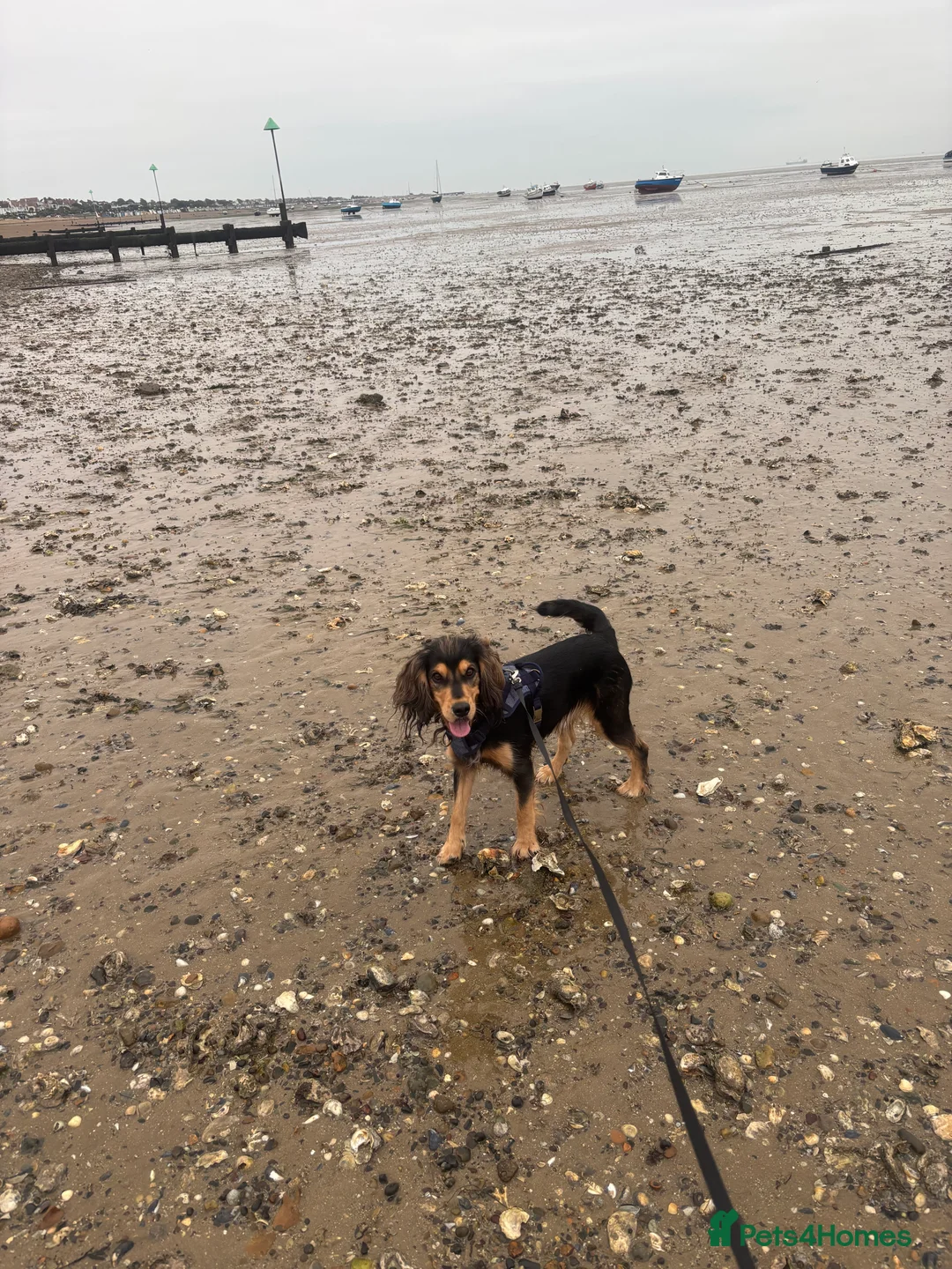 Cockerdor dogs for sale: Hector 2 year old Cockerdor  - Advert 4