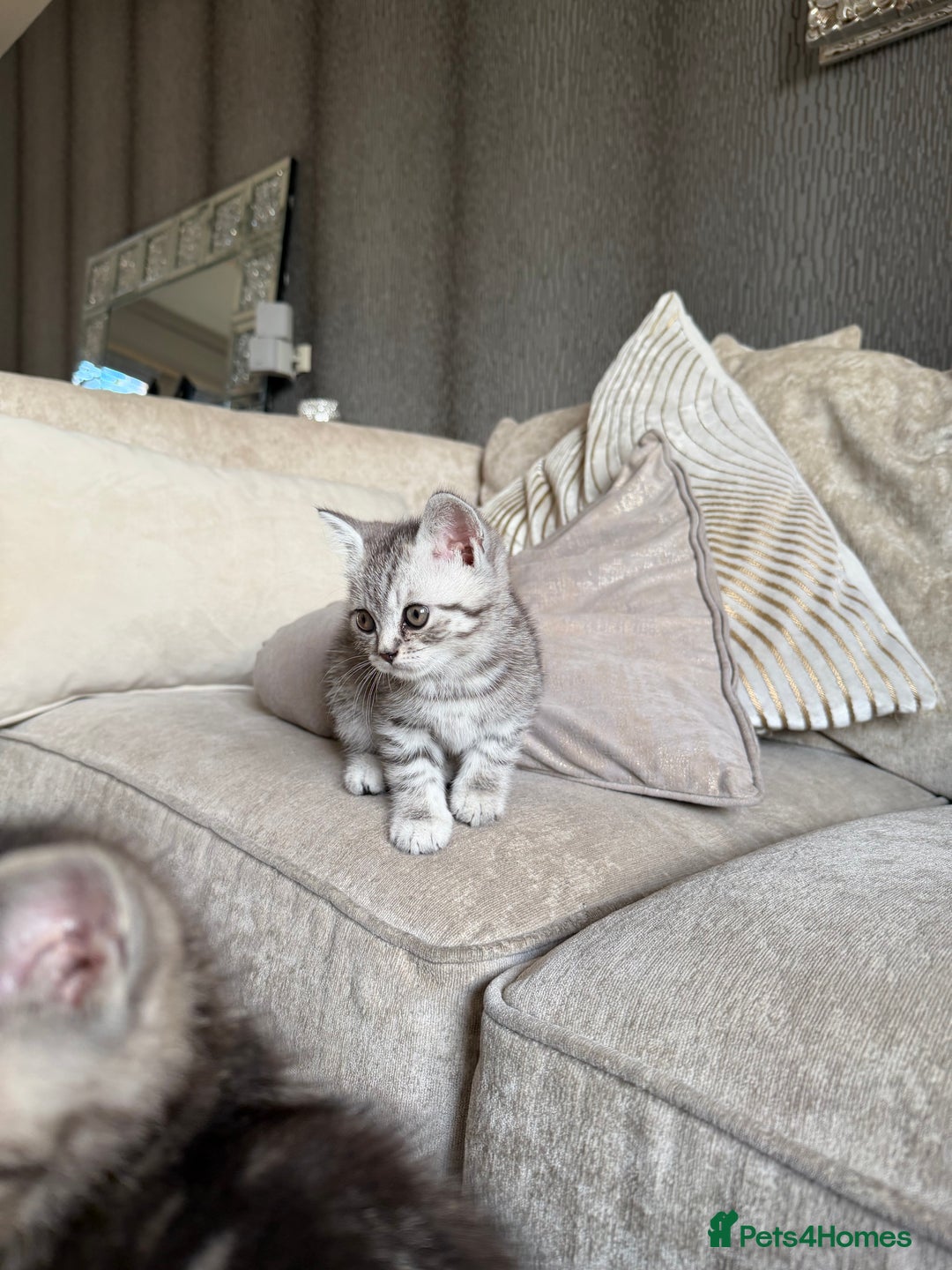 British Shorthair cats for sale: SILVER TABBY BRITISH SHORT HAIR - Advert 2