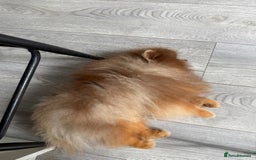 Pomeranian dogs for stud: Lilac and orange tan teddy Bear🪻🍊 - Image 5