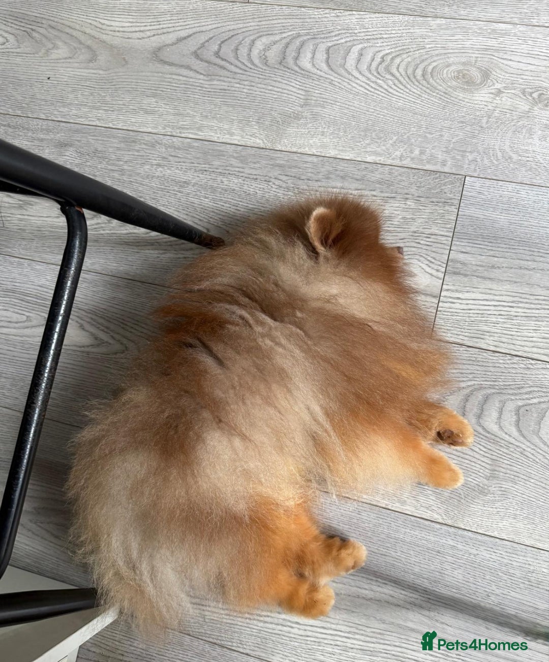 Pomeranian dogs for stud: Lilac and orange tan teddy Bear🪻🍊 - Image 5