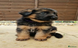 German Shepherd dogs for sale: KC registered German shepherd puppies - Image 5