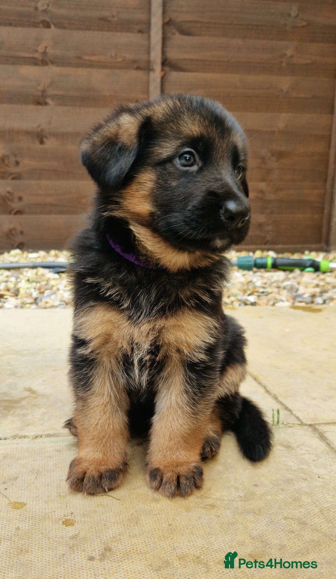 German Shepherd dogs for sale: KC registered German shepherd puppies - Image 5