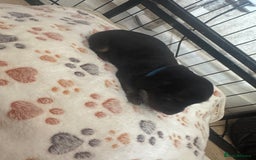 Miniature Dachshund dogs for sale: Miniature daschund puppies - Image 17