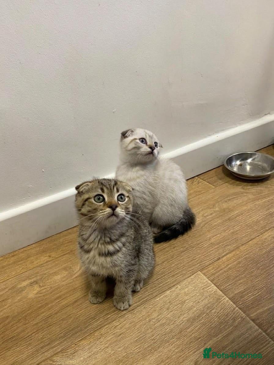 Scottish Fold cats 🐾Cute🐱 Scottish fold and Scottish straight🐱🐾 - Advert 1
