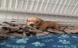 Miniature Dachshund dogs for stud: Black and cream proven gorgeous boy for stud only  - Image 3