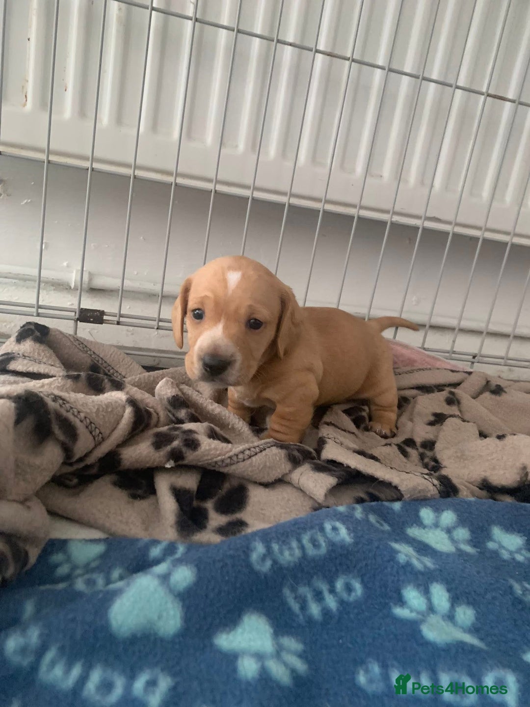 Miniature Dachshund dogs for stud: Black and cream proven gorgeous boy for stud only  - Image 3