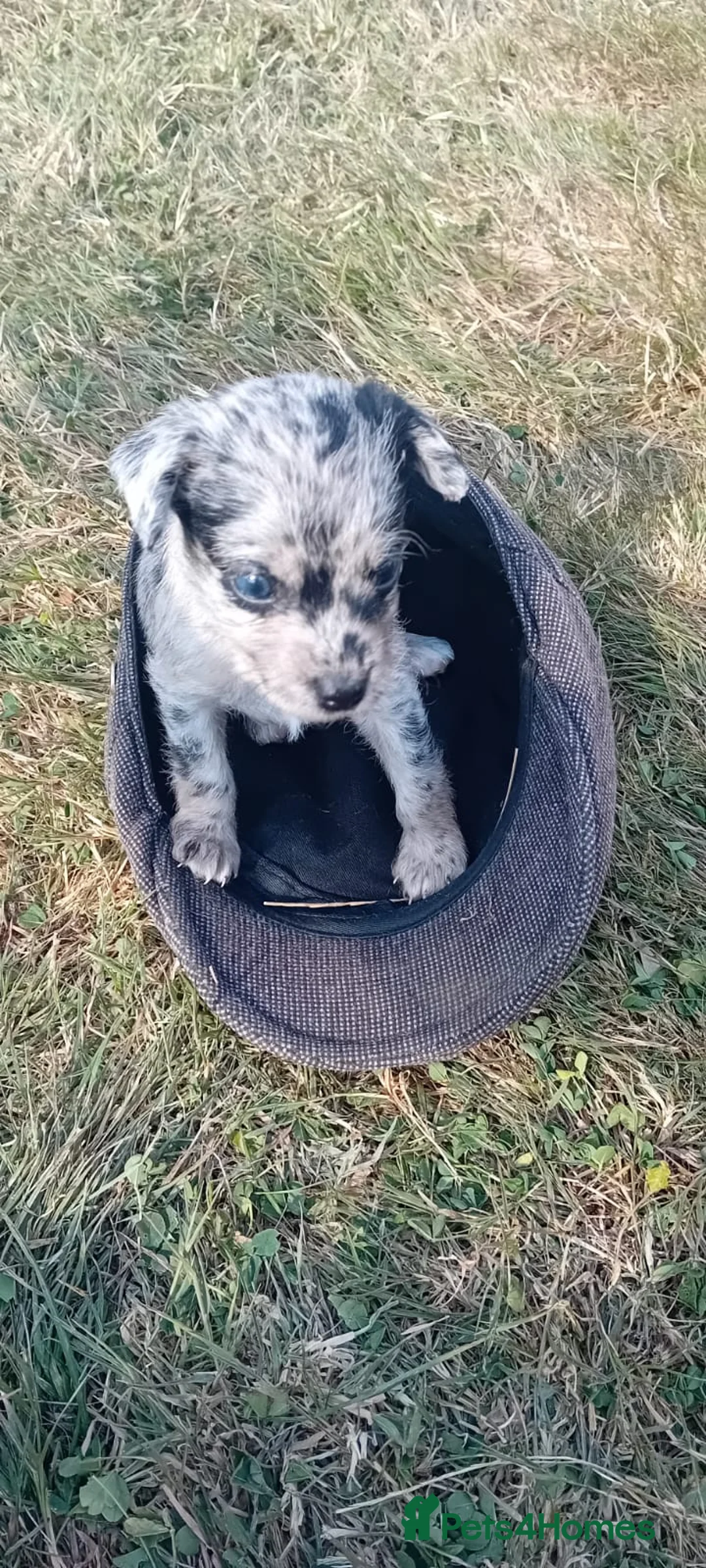 Jackapoo dogs for sale: Beautiful Jackapoo Puppies in Cheltenham - Advert 2